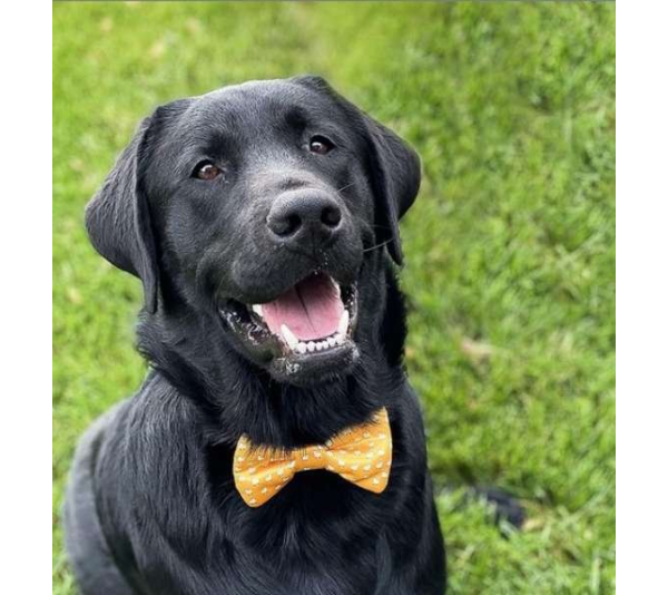 Llama Yellow - Cutie Ties Dog Bow Tie - One Size