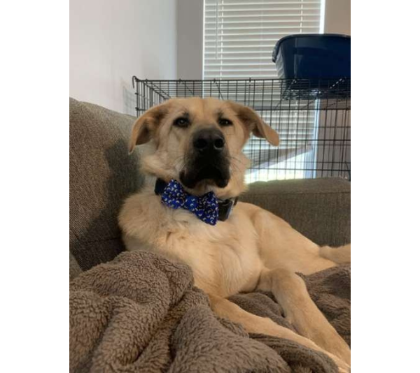 Mac and Cheese Blue - Cutie Ties Dog Bow Tie - One Size