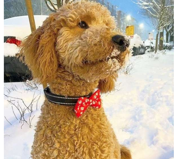 Red - Cutie Ties Dog Bow Tie - One Size