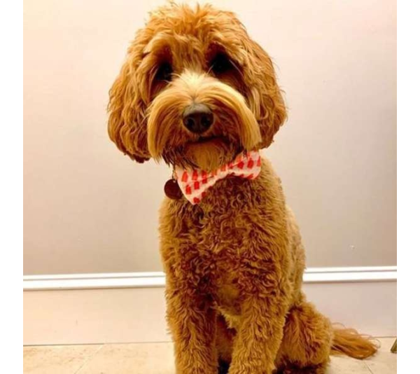 Ice Pops - Cutie Ties Dog Bow Tie - One Size