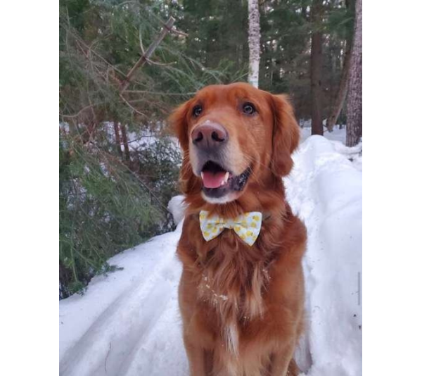 Rubber Duck - Cutie Ties Dog Bow Tie - One Size