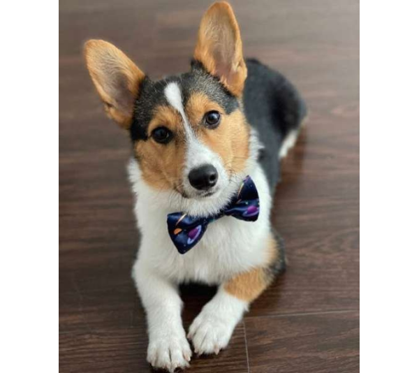 Space Planets - Cutie Ties Dog Bow Tie - One Size