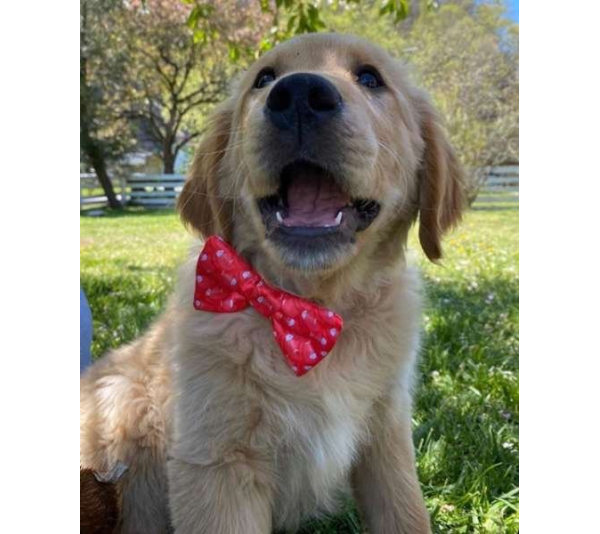 Fish Bone Red - Cutie Ties Dog Bow Tie - One Size