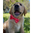 Fish Bone Red - Cutie Ties Dog Bow Tie - One Size