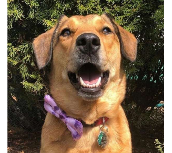 Purple Sky  - Cutie Ties Dog Bow Tie - One Size