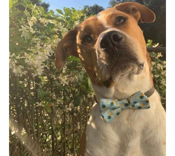 Tropic Like It's Hot - Cutie Ties Dog Bow Tie - One Size