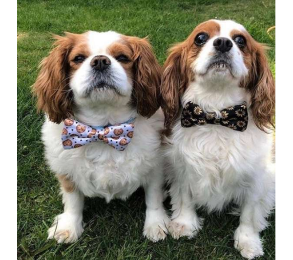 Chocolate Chip Cookie/White - Cutie Ties Dog Bow Tie - One Size