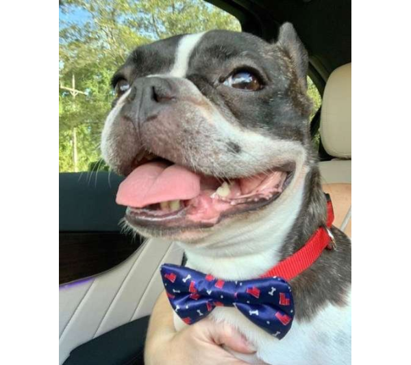 Red, White and Bones - Cutie Ties Dog Bow Tie - One Size