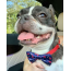 Red, White and Bones - Cutie Ties Dog Bow Tie - One Size