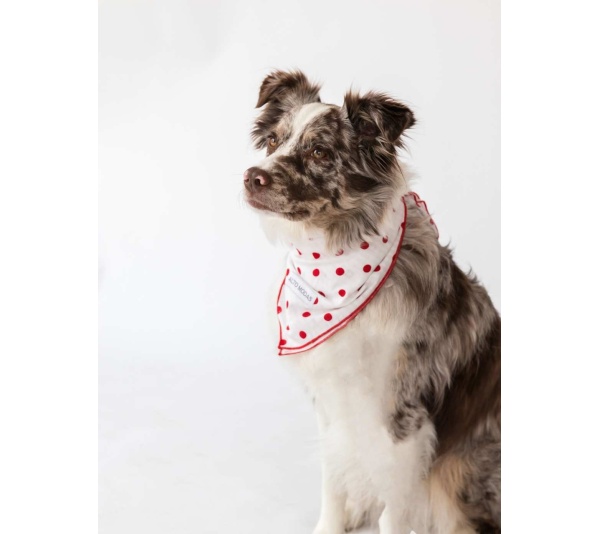 Seersucker Dots - Buddy Dog Bandana - S