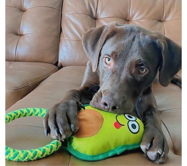 Avo Doggo