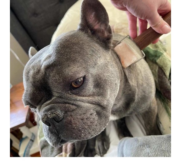 Cream - The Zen Roller For Pets - Pets