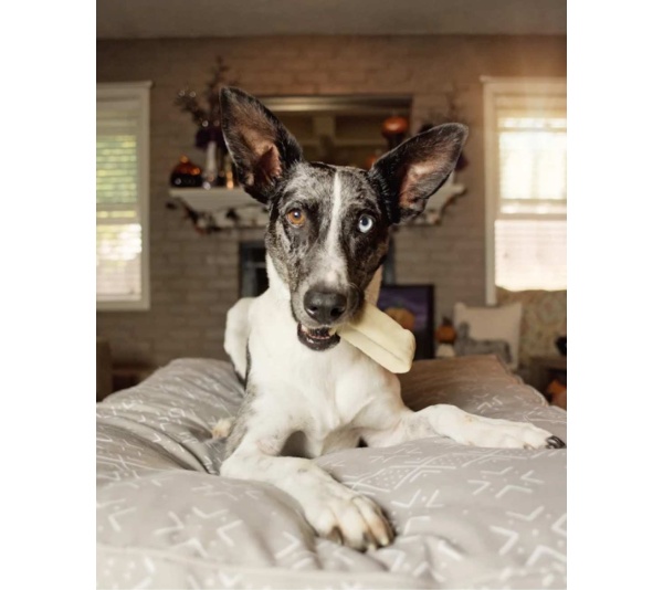 yellow - Moo Dog Chews - large