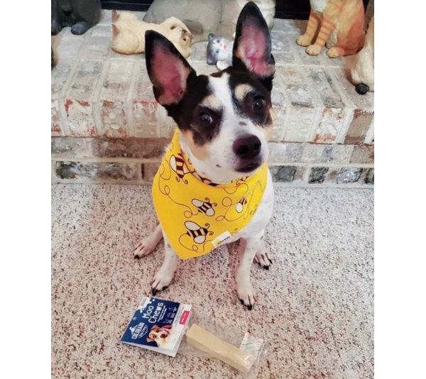 yellow - Moo Dog Chews - medium