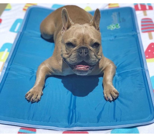 Cool Pet Pad - XL