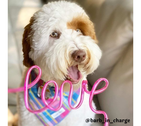 Colorful Plaid - Colorful Plaid Bandana - Large