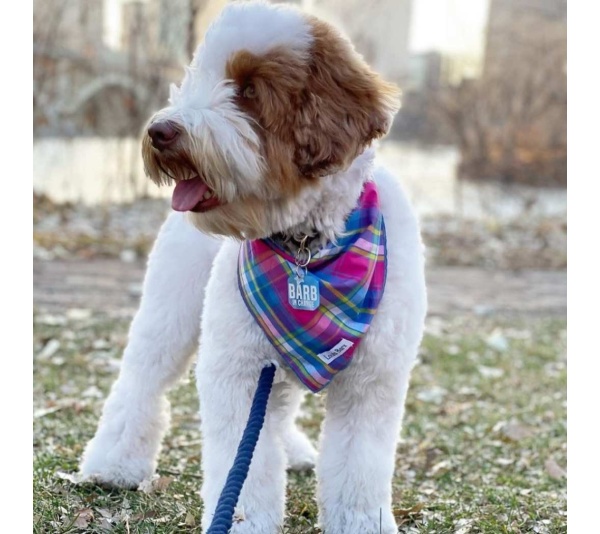 Colorful Plaid - Colorful Plaid Bandana - Large