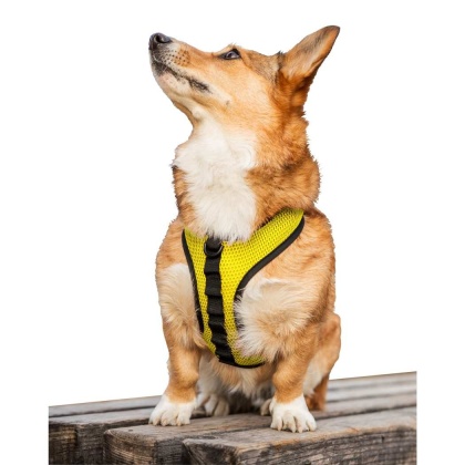 Buttercup Yellow - K9 Sport Harness - Large (17-19" Neck 17-24" Chest)