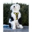 Buttercup Yellow - K9 Sport Harness - Large (17-19" Neck 17-24" Chest)