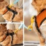 Sunset Orange - K9 Sport Harness - Large (17-19" Neck 17-24" Chest)