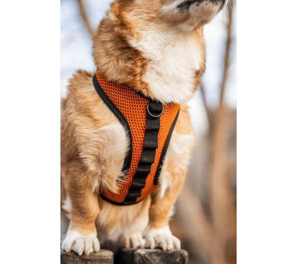 Sunset Orange - K9 Sport Harness - Large (17-19" Neck 17-24" Chest)