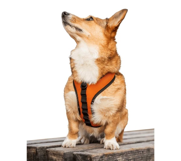 Sunset Orange - K9 Sport Harness - Medium (15-17" Neck 15-21" Chest)