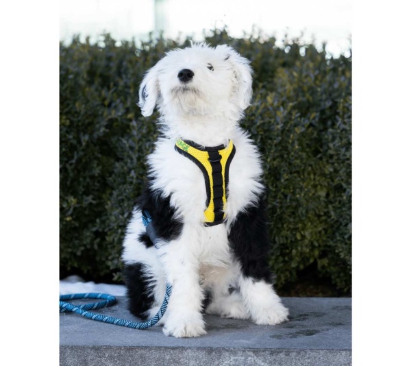 Buttercup Yellow - K9 Sport Harness - Small (13-15" Neck 13-18" Chest)