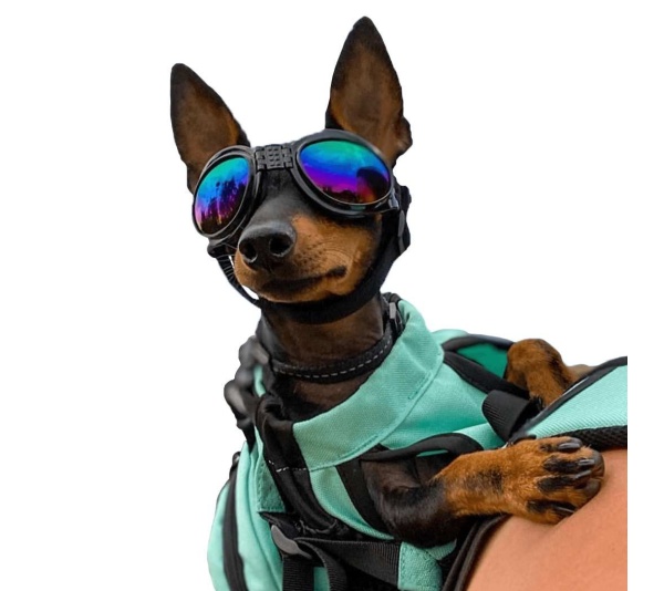 Jet Black - K9 Sport Shades - Dog Goggles