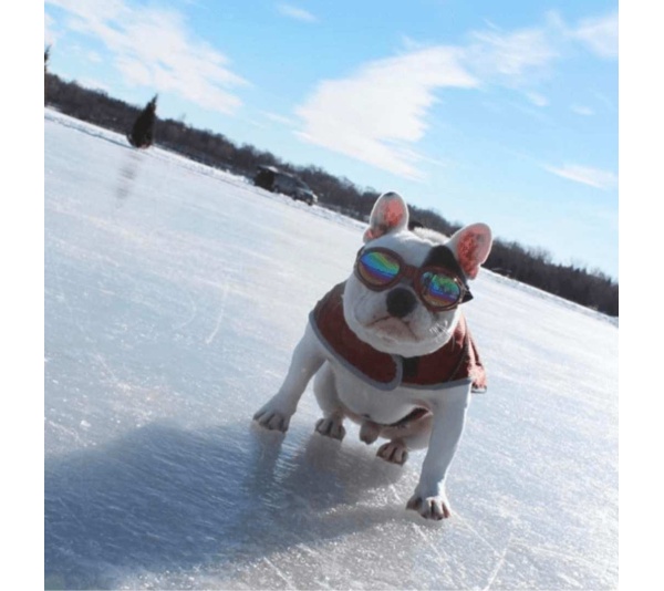 Ruby Red - K9 Sport Shades - Dog Goggles