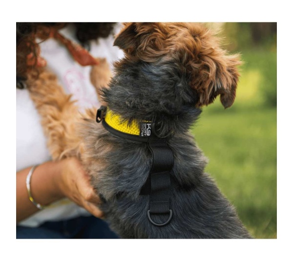 Buttercup Yellow - Walk-On with Harness & Storage - Large (17-19" Neck 17-24" Chest)