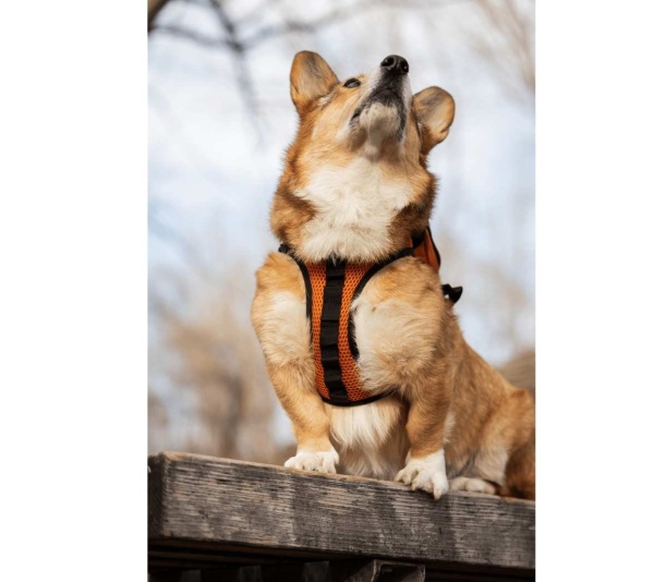 Sunset Orange - Walk-On with Harness & Storage - Small (13-15" Neck 13-18" Chest)