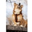 Sunset Orange - Walk-On with Harness & Storage - X-Small (11-13" Neck 11-15" Chest)