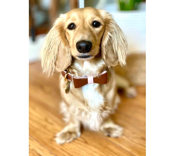 Bella Rose - Dog Bow Tie  - Small