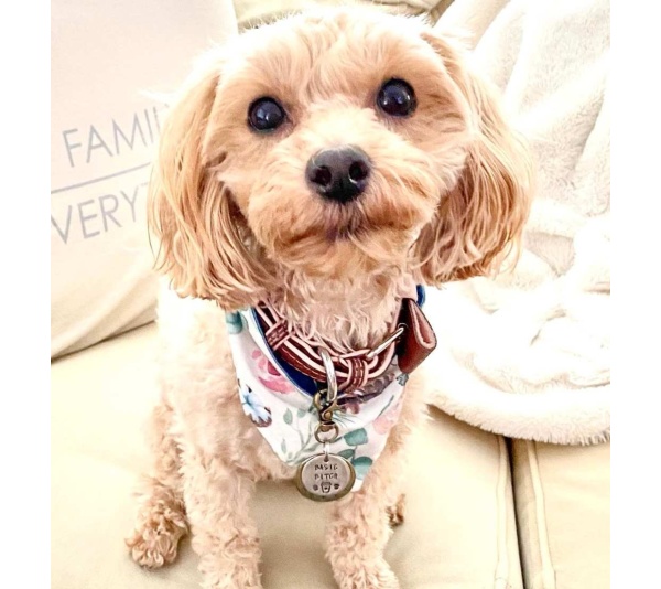 Bella Rose - Dog Bow Tie  - Small