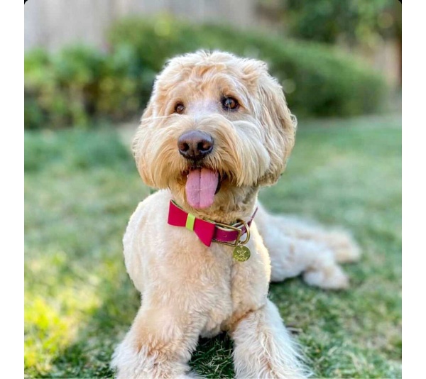 Candy Swirl - Dog Bow Tie  - Large