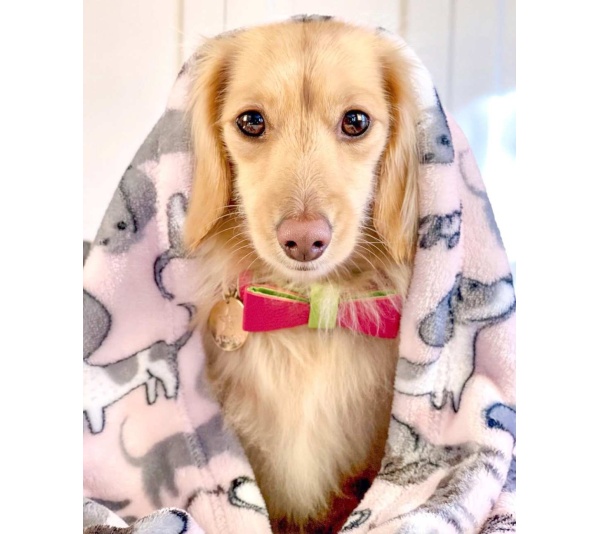 Candy Swirl - Dog Bow Tie  - Small