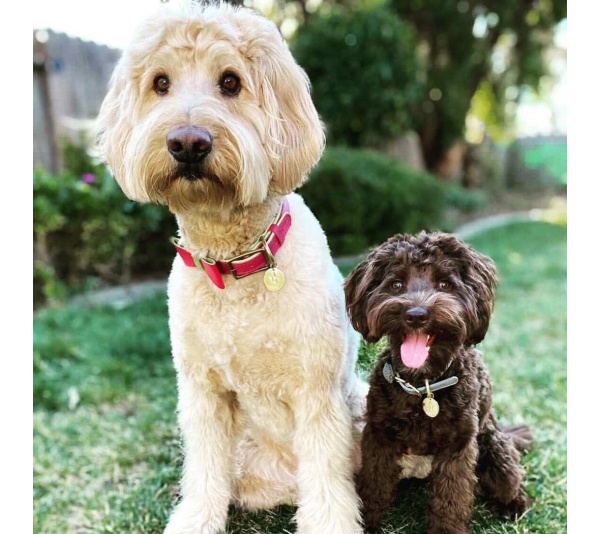 Candy Swirl - Dog Bow Tie  - Large