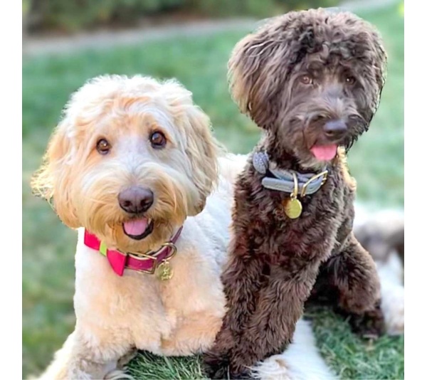 Candy Swirl - Dog Bow Tie  - Large