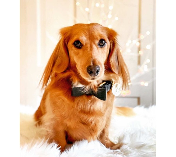 Dark Night - Dog Bow Tie  - Small