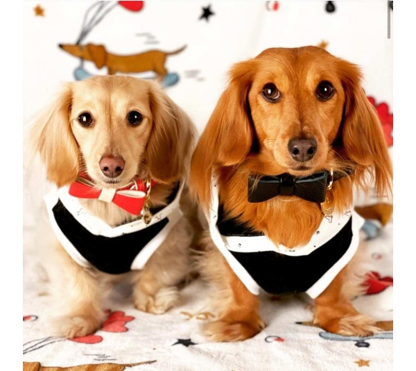 Dark Night - Dog Bow Tie  - Small