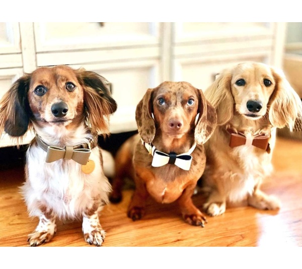 Hot Marine - Dog Bow Tie  - Large