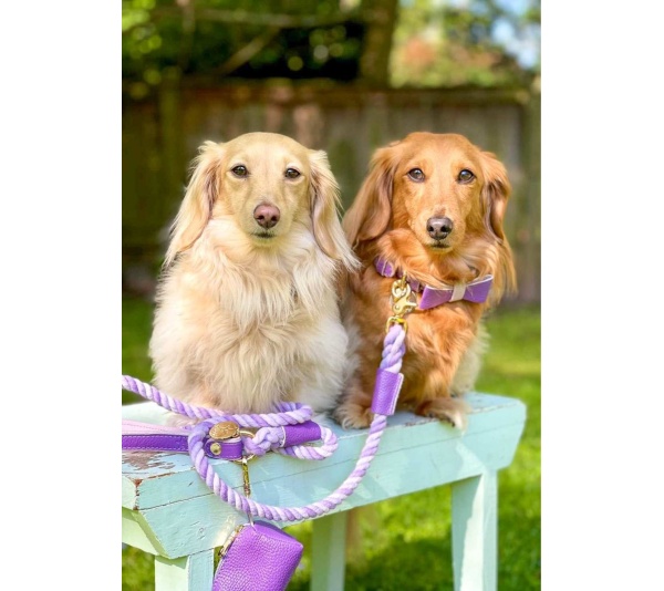 Lavish Lavender - Dog Bow Tie  - Large