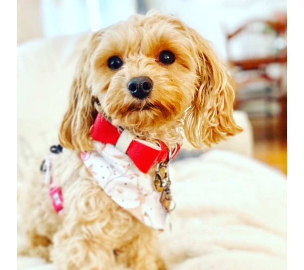 Melting Hearts - Dog Bow Tie  - Small