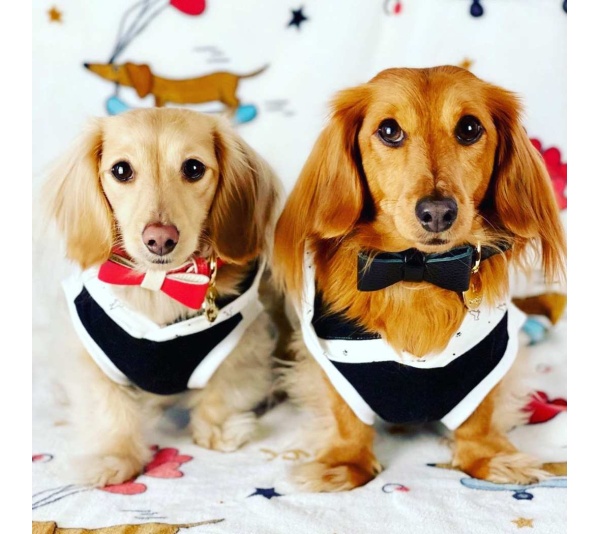 Melting Hearts - Dog Bow Tie  - Small