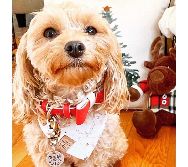 Melting Hearts - Dog Bow Tie  - Large