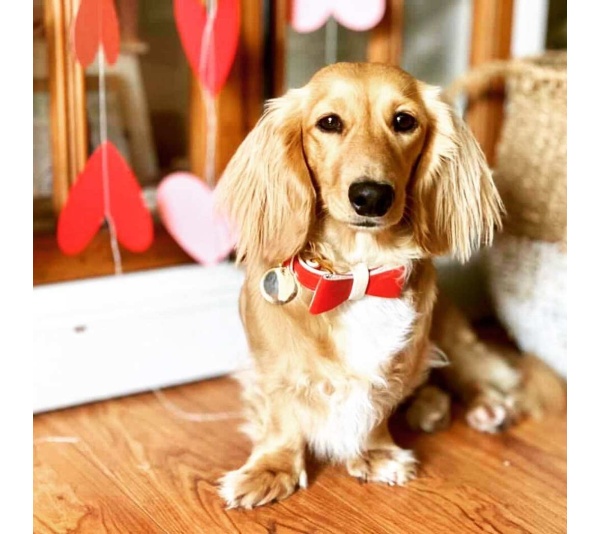 Melting Hearts - Dog Bow Tie  - Large