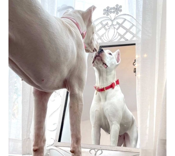 Melting Hearts - Dog Bow Tie  - Large