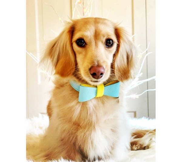 Sunshine Babe - Dog Bow Tie  - Small