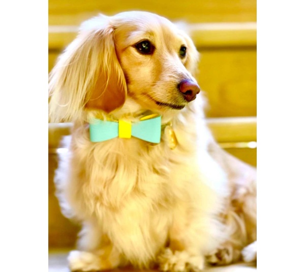 Sunshine Babe - Dog Bow Tie  - Small