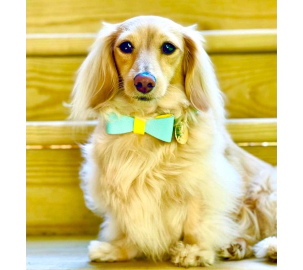 Sunshine Babe - Dog Bow Tie  - Small